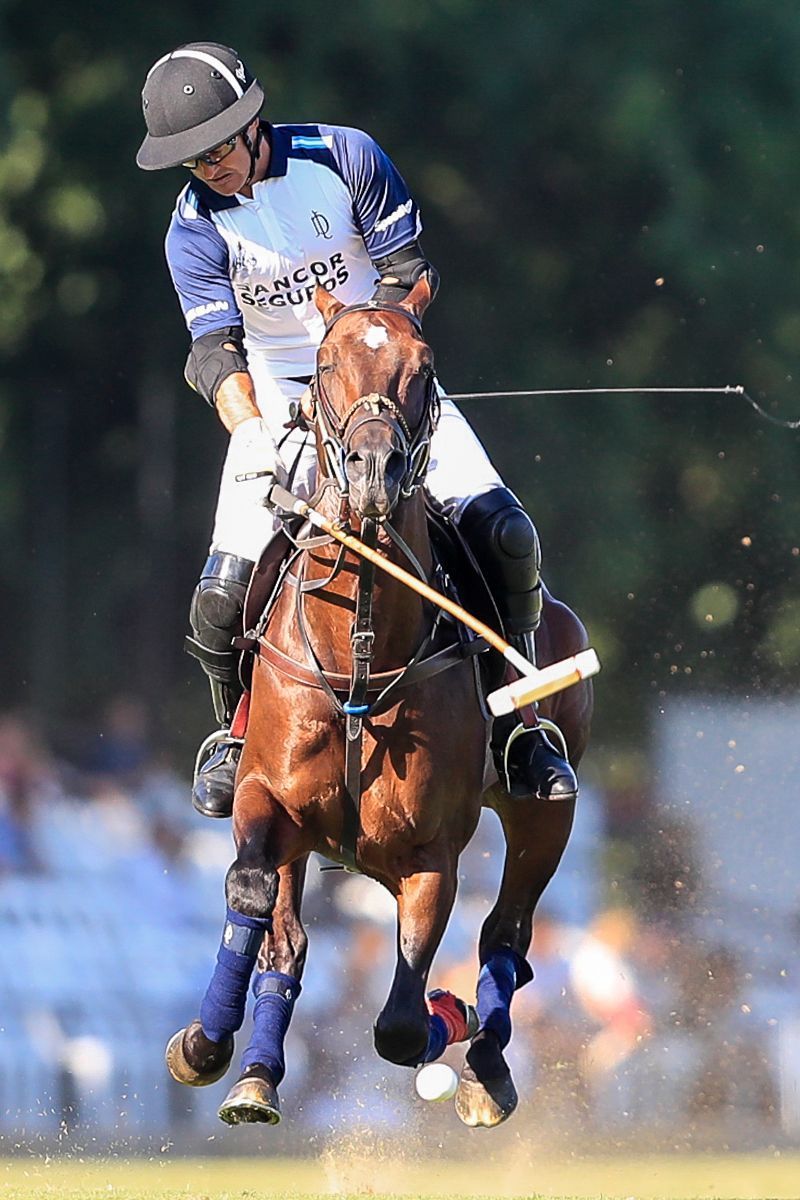 ELLERSTINA 12  11 LA DOLFINA