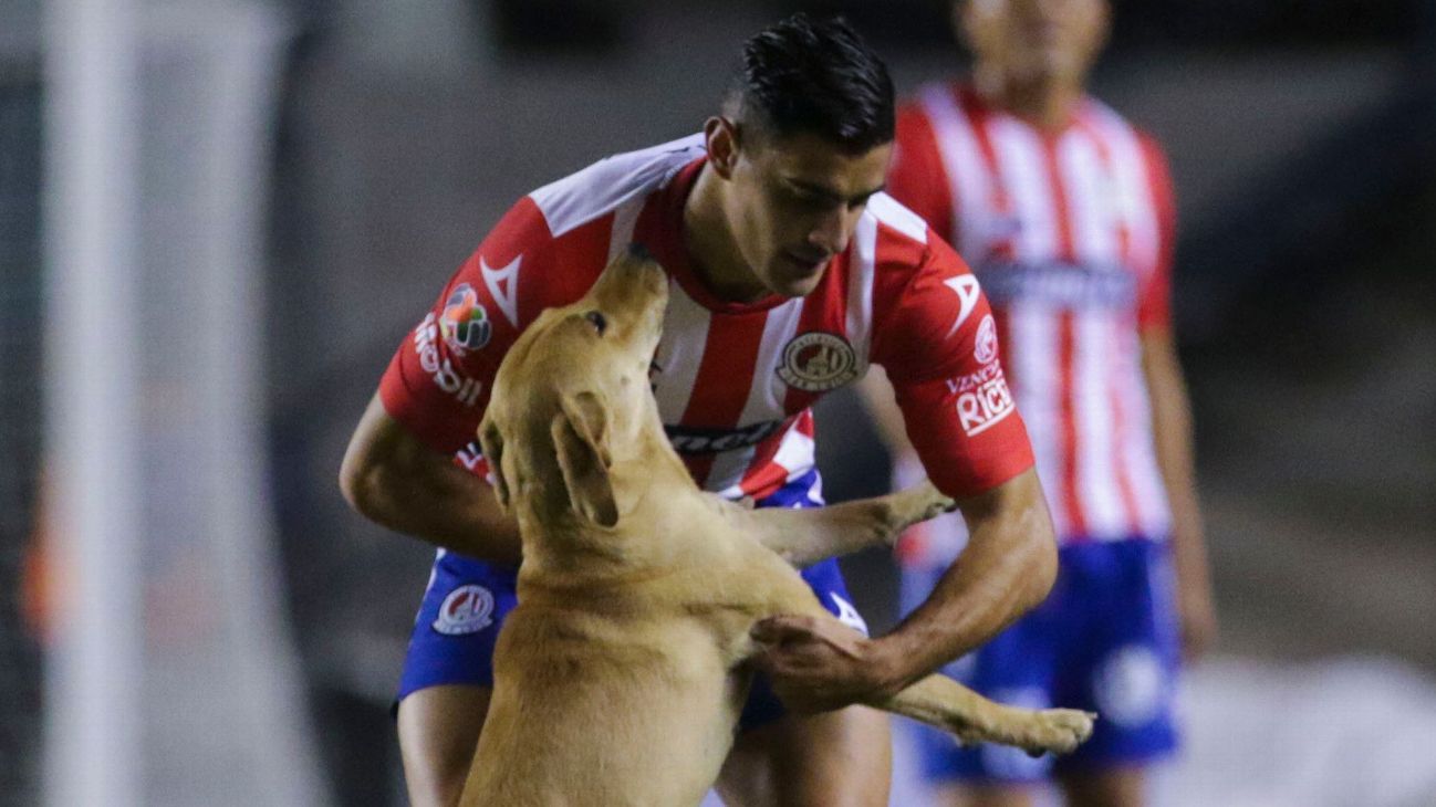 Perro interrumpe el duelo entre Atlético San Luis y Cruz Azul