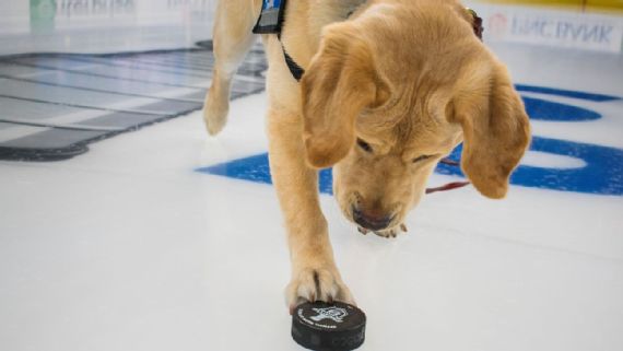St. Louis Blues first pro sports team with full-time dog