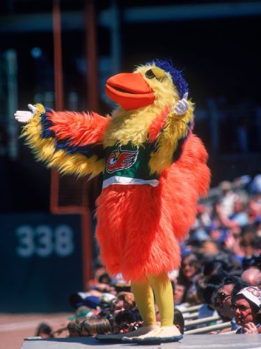 The Pirate Parrot  Mascot Hall of Fame