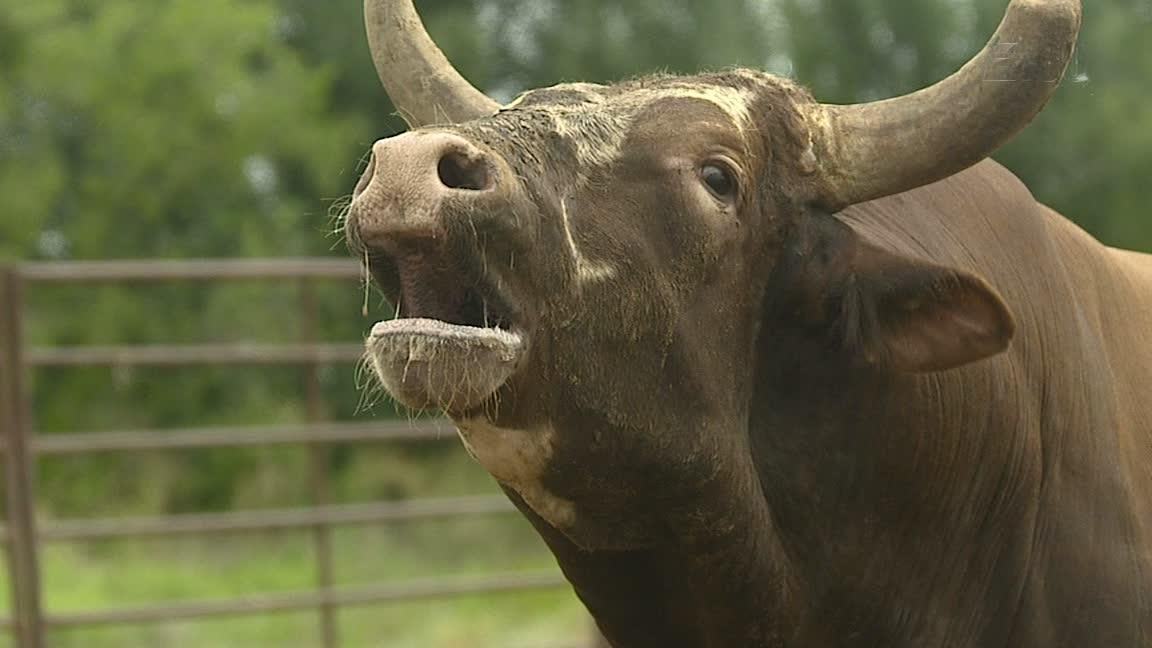 E:60 BUSHWACKER - ESPN Video E:60 BUSHWACKER - ESPN Video