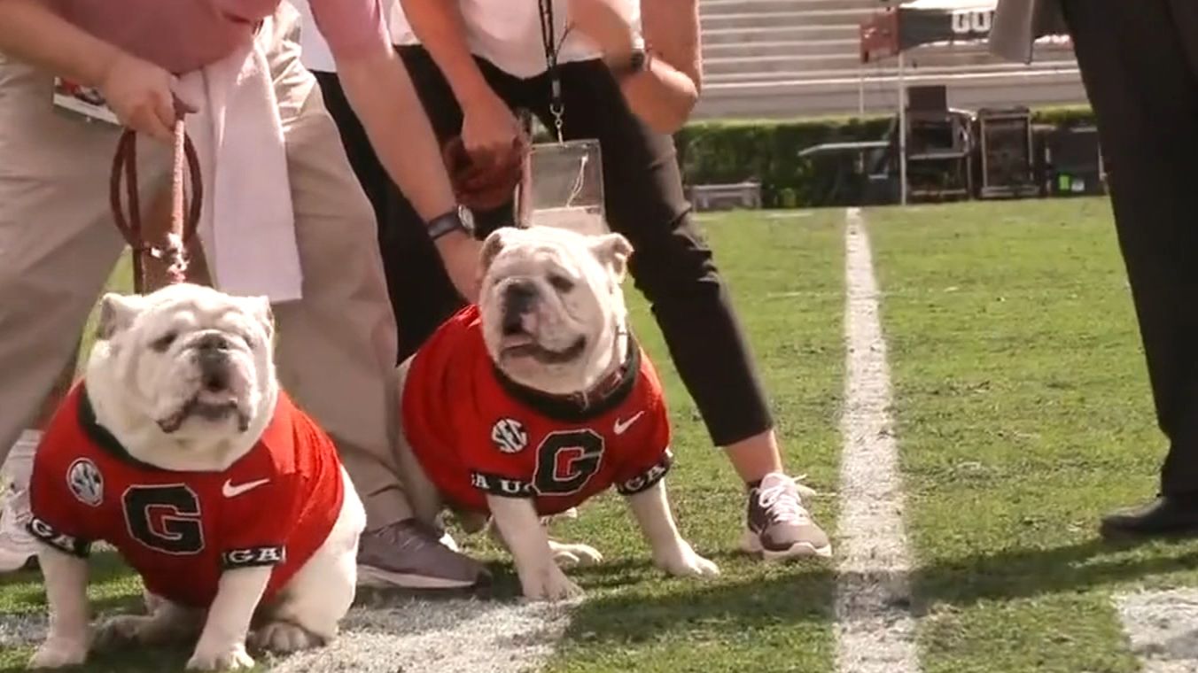 Georgia collars new Uga mascot - ESPN