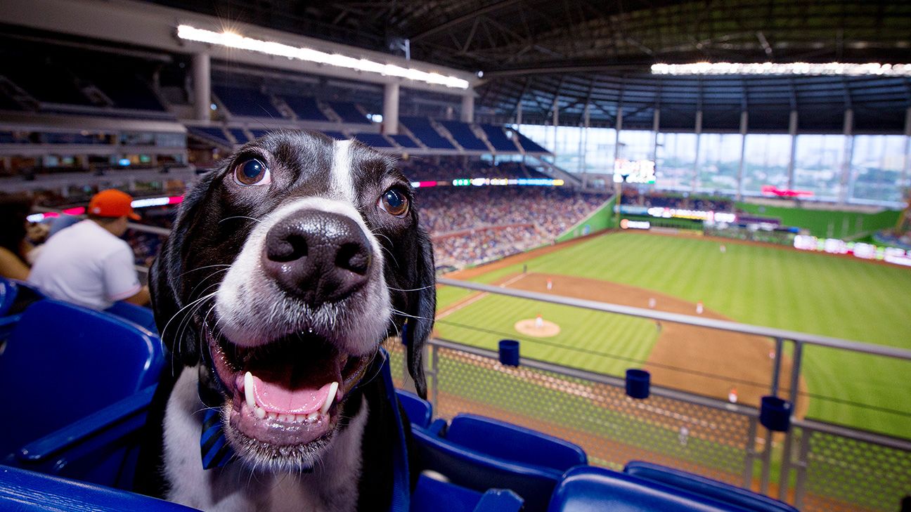 ESPN's having a Dog Day, which gives us a good a reason as any