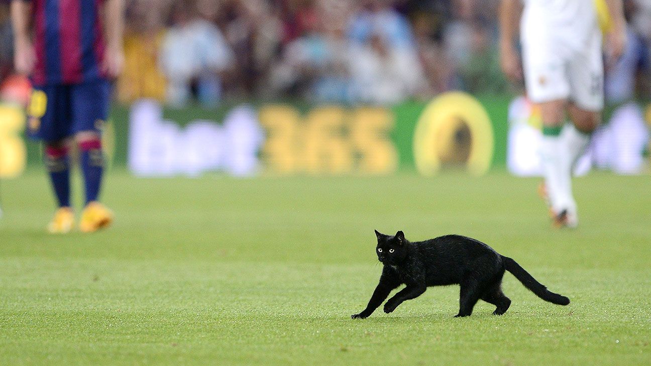 Кошка на футбольном поле