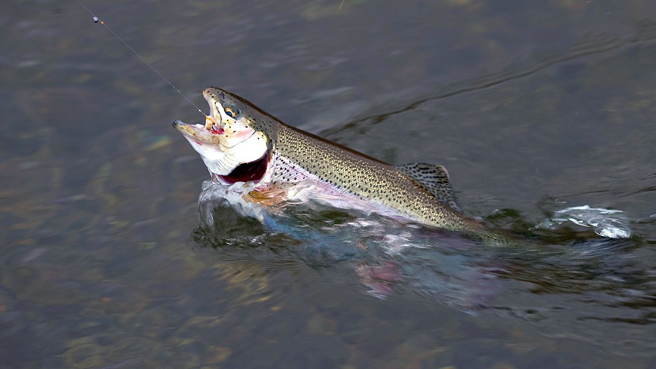 Steelhead trout a plan for Cuyahoga River: NE Ohio fishing report 