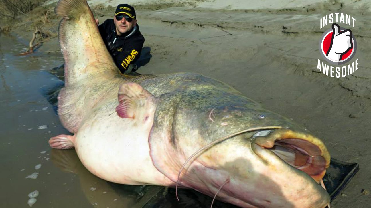 Italian fisherman Dino Ferrari catches impossibly large 280-pound catfish -  ESPN