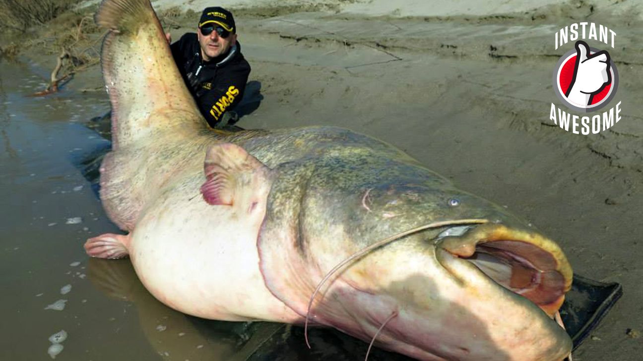 world record flathead catfish noodling