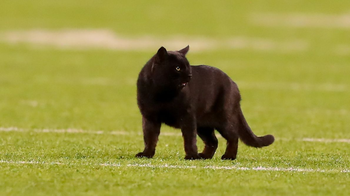 black cat running