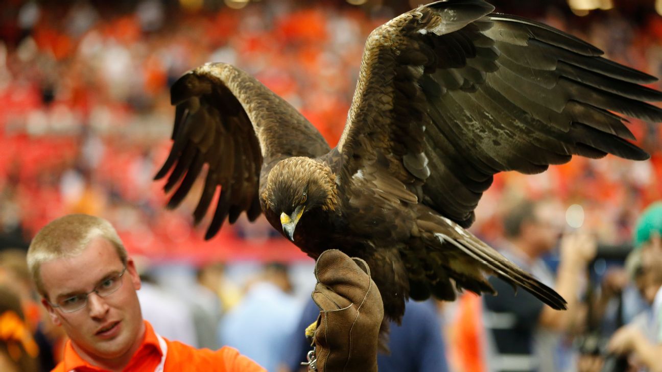 College football mascots: The bugs & reptiles