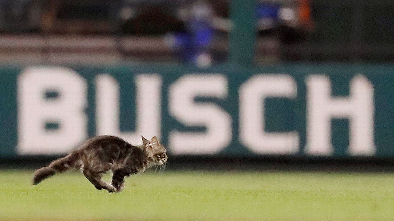 Squirrel Shocks Baseball Fans at Yankees and Orioles Game: Video