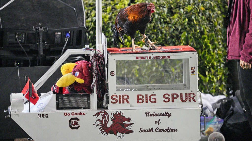 Gamecocks mascot to keep ‘Sir Big Spur’ name