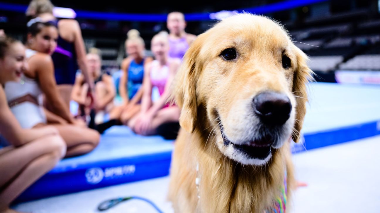 A day in the life of Beacon, the therapy dog at U.S. Olympic gymnastics ...