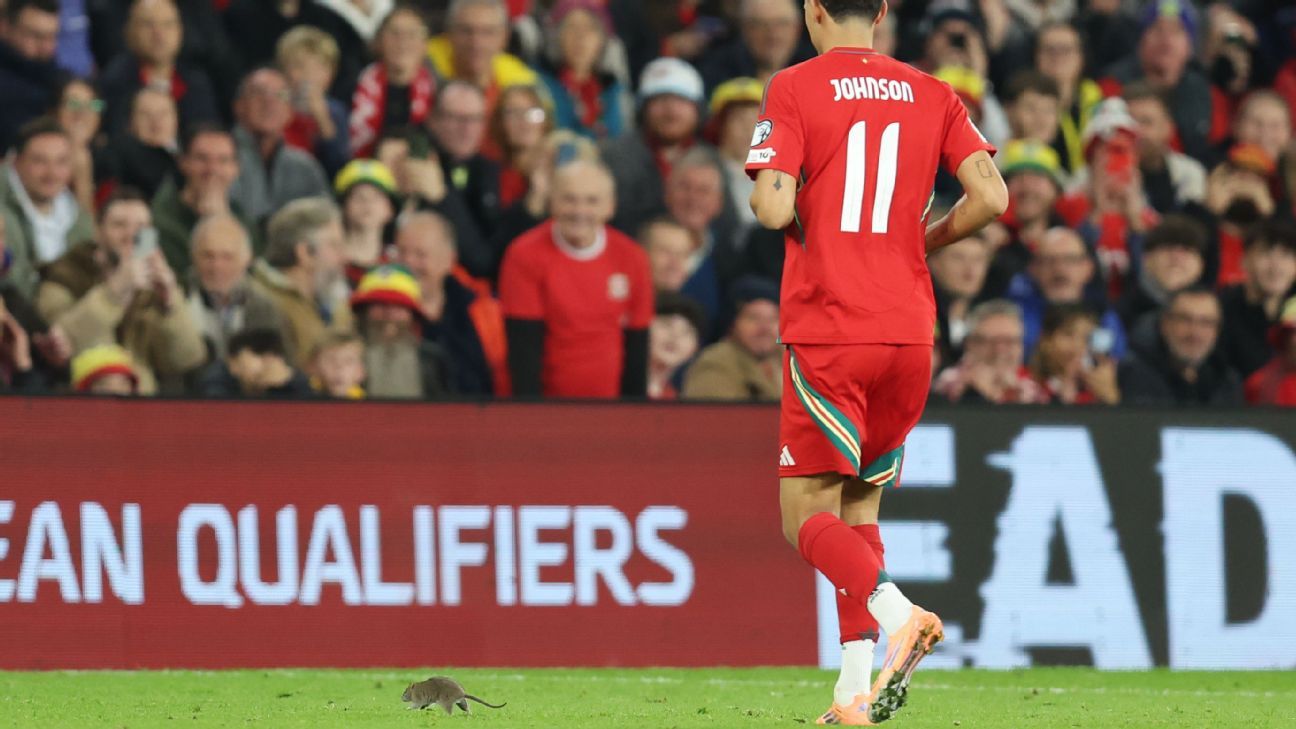 Courtois persigue rata en partido Gales vs. Bélgica: Mundial en juego 4 Courtois persigue rata en partido Gales vs. Bélgica: Mundial en juego