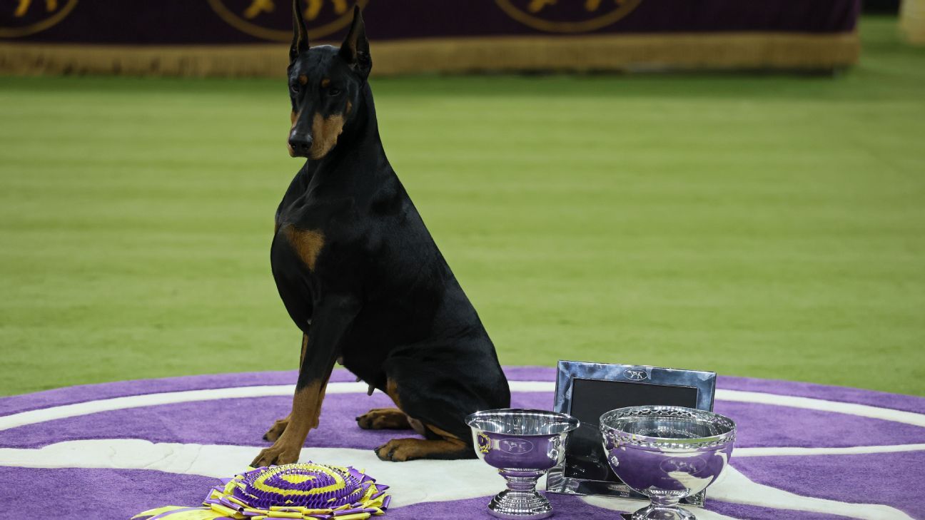 Penny pinscher: Doberman tops Westminster field